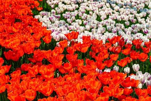 Red and white tulips lit by sunlight on a flower bed in the park. Landscaping.