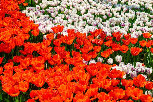 Czerwono Białe Tulipany Oświetlone Światłem Słonecznym Kwietniku Parku Ukształtowanie Krajobrazu — Zdjęcie stockowe