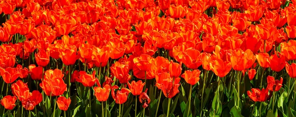 Czerwone Tulipany Oświetlone Światłem Słonecznym Kwietniku Parku Ukształtowanie Krajobrazu — Zdjęcie stockowe