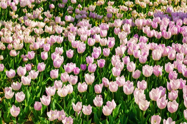Tulipany Oświetlone Światłem Słonecznym Kwietniku Parku Ukształtowanie Krajobrazu — Zdjęcie stockowe