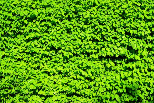 Dekorativní Stěna Rostliny Zelenými Listy Přirozený Vzor Abstraktní Pozadí Pro — Stock fotografie