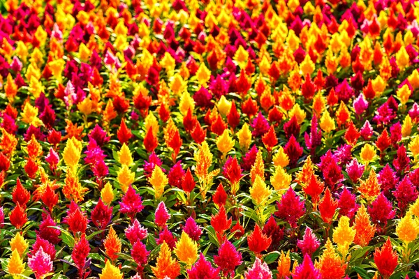 Vermelho Amarelo Flores Ornamentais Fundo Natureza Paisagismo — Fotografia de Stock
