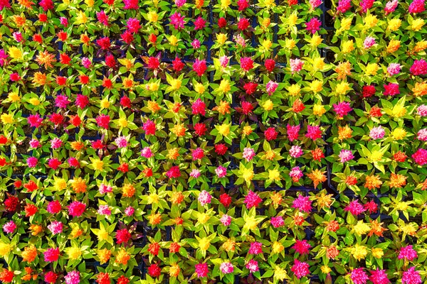 赤と黄色の観賞用花の自然背景 造園業 — ストック写真