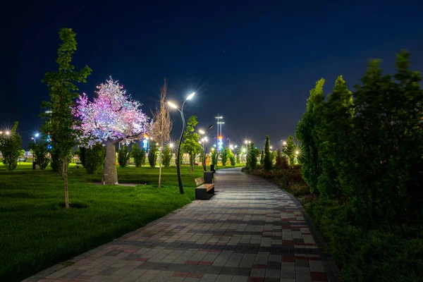 Városi Éjszakai Park Kora Nyáron Vagy Tavasszal Járdával Lámpásokkal Fiatal — Stock Fotó