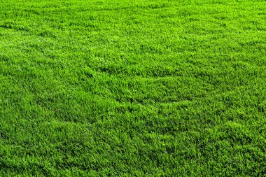 Çimlerin üzerindeki yeşil çimen dokusu. Tasarım için doğal soyut arkaplan.