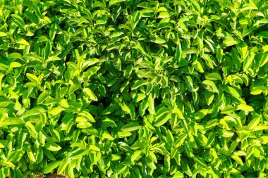 Yeşil yapraklı bir bitkinin dekoratif duvarı. Doğal desen. Tasarım için soyut arkaplan. Peyzaj.