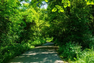 Asfalt yolu ağaçların arasında güneşli bir günde botanik bahçesinde yaz zamanı.