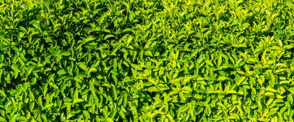 Декоративна Стіна Рослини Зеленим Листям Природний Візерунок Абстрактний Фон Дизайну — стокове фото