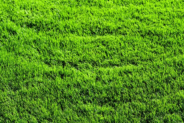 Texture of green grass on the lawn. Natural abstract background for design.