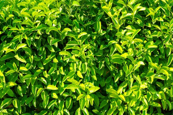 Decoratieve Muur Van Een Plant Met Groene Bladeren Natuurlijk Patroon — Stockfoto