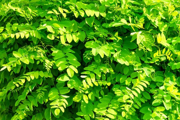 Dekorativ Vägg Från Växt Med Gröna Blad Naturligt Mönster Abstrakt — Stockfoto