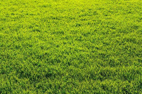 Texture of green grass on the lawn. Natural abstract background for design.