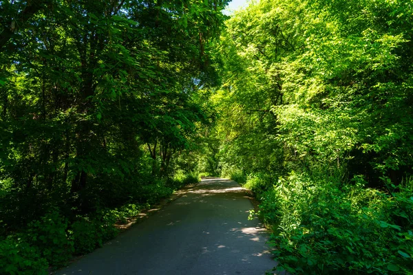Asphalt Road Trees Sunny Day Botanical Garden Summertime — Stock Photo, Image