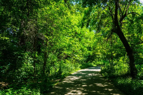 Асфальтована Дорога Серед Дерев Сонячний День Ботанічному Саду Літній Час — стокове фото