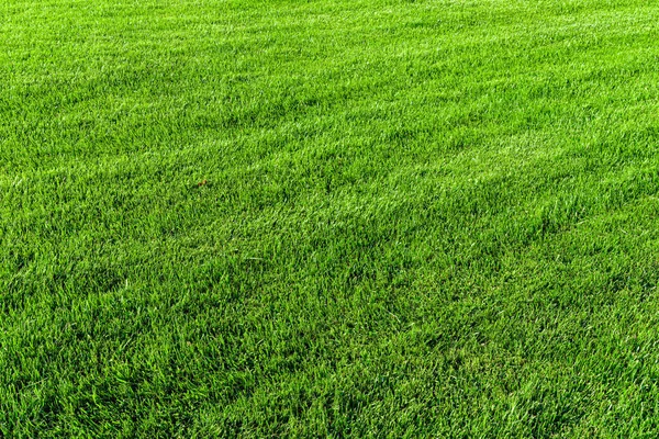 Текстура Зеленой Травы Газоне Естественный Абстрактный Фон Дизайна Лицензионные Стоковые Фото