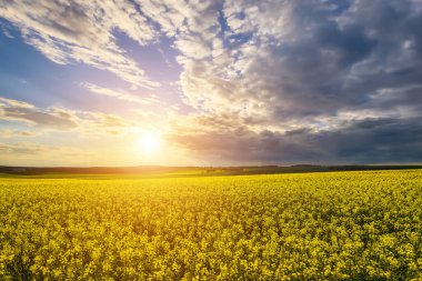 The sun breaking through storm clouds in a flowering rapeseed field. Changing weather.