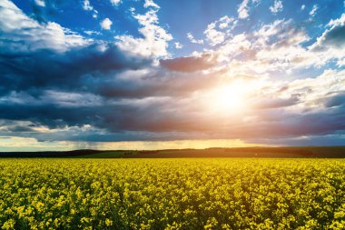 The sun breaking through storm clouds in a flowering rapeseed field. Changing weather.