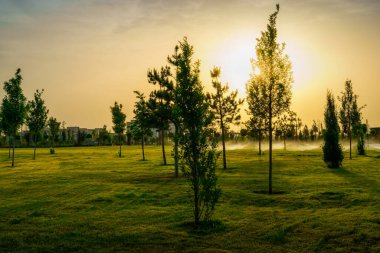 Yaz başında ya da ilkbaharın başında fenerler, genç yeşil çimenler, ağaçlar ve gün batımında veya gündoğumunda dramatik bulutlu gökyüzü ile şehir parkı. Peyzaj.