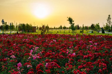 Yazın başında ya da ilkbaharda şehir parkında ön planda kırmızı güller ve yazın gün batımında bulutlu bir gökyüzü ya da gün doğumunda. Peyzaj.