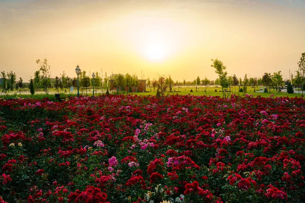City Park Early Summer Spring Red Blooming Roses Foreground Cloudy — Stock Photo, Image