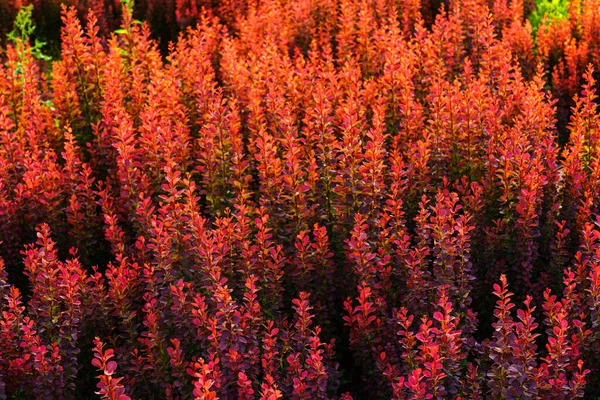 Plantes Ornementales Rouges Fond Nature Aménagement Paysager — Photo