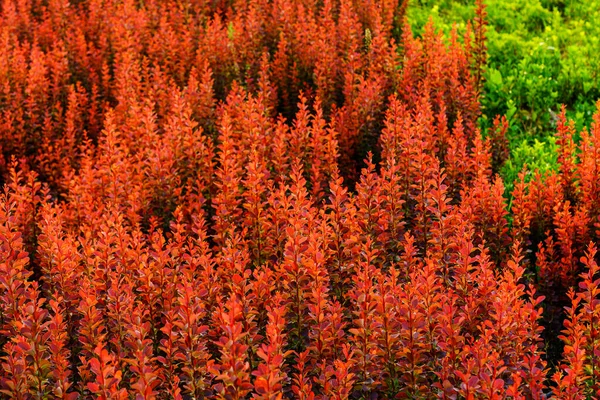 Kırmızı Süslemeli Bitkiler Doğa Arka Planı Peyzaj — Stok fotoğraf