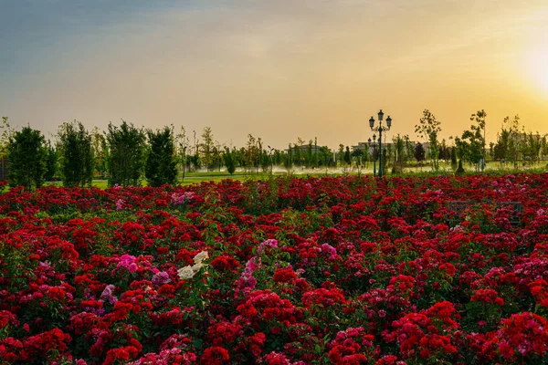 Parque Cidade Início Verão Primavera Com Rosas Vermelhas Florescendo Primeiro — Fotografia de Stock