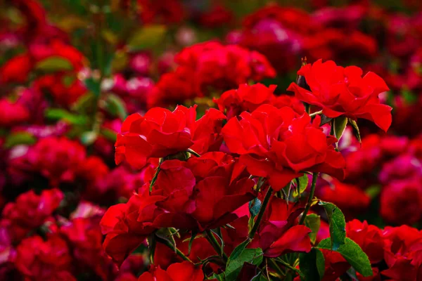 夏に庭に赤いバラを咲かせる大きな茂み — ストック写真