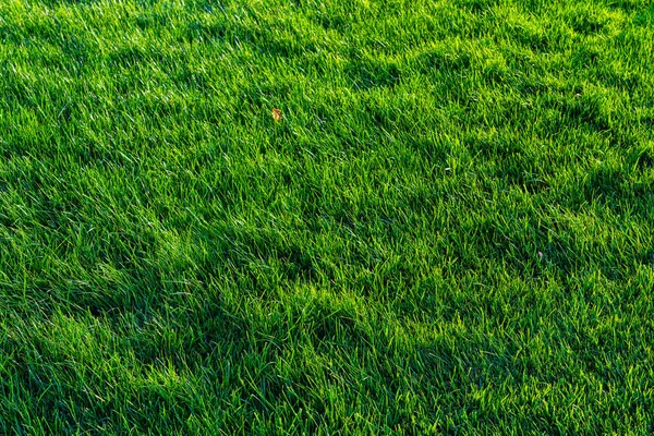 Текстура Зеленой Травы Газоне Естественный Абстрактный Фон Дизайна — стоковое фото