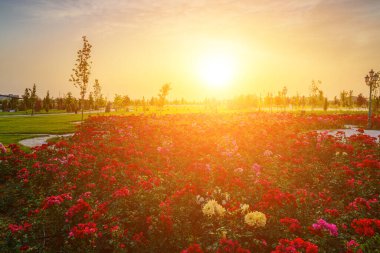 Yazın başında ya da ilkbaharda şehir parkında ön planda kırmızı güller ve yazın gün batımında bulutlu bir gökyüzü ya da gün doğumunda. Peyzaj.