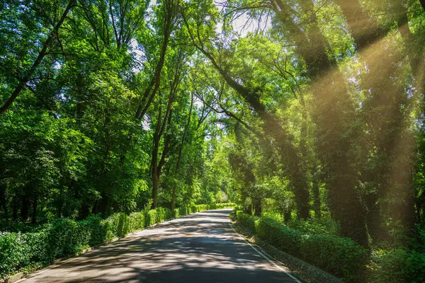 Asphaltierte Straße Zwischen Bäumen Einem Sonnigen Tag Botanischen Garten Mit — Stockfoto