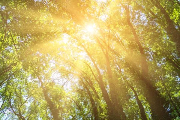 Сонячні Промені Прориваються Крізь Гілки Листя Дерев Сонячний День Ботанічному — стокове фото
