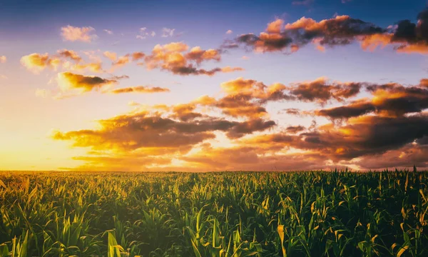 Corn Field Sunset Sunrise Cloudy Sky Rural Landscape Aesthetics Vintage — Stock Photo, Image