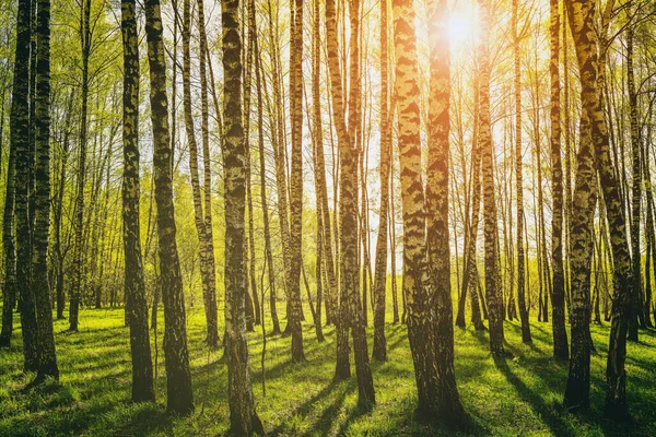 Grove Birches Young Green Leaves Sunset Sunrise Spring Early Summer — Stock Photo, Image