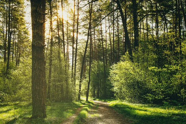 Naplemente Vagy Hajnal Egy Fenyőerdőben Tavasszal Vagy Kora Nyáron Nap — Stock Fotó
