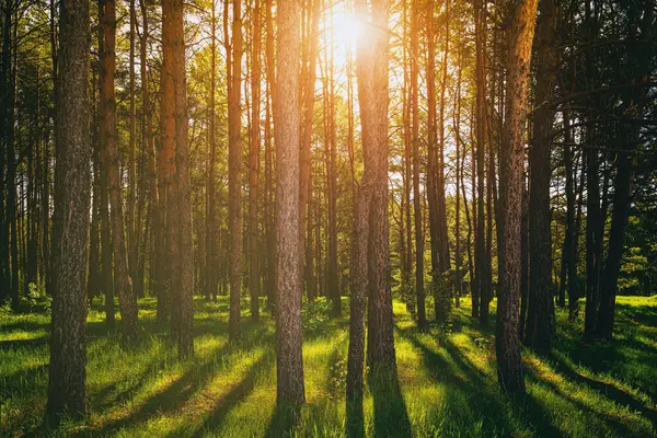 春天或夏初在松林里的日落或黎明 在松树树干之间的太阳 老式电影的美学 — 图库照片