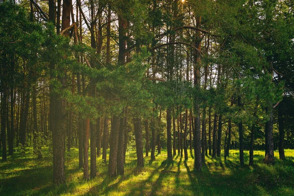 stock image Sunset or dawn in a pine forest in spring or early summer. The sun among the trunks of pines. Aesthetics of vintage film.