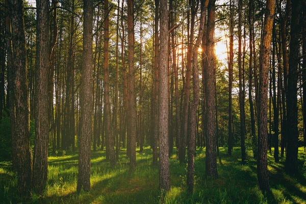 Sunset Dawn Pine Forest Spring Early Summer Sun Trunks Pines — Stock Photo, Image