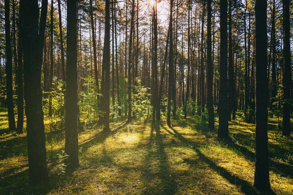 落日或黎明 在松林里 百合花盛开在地面上 在松树树干之间的太阳 老式电影的美学 — 图库照片