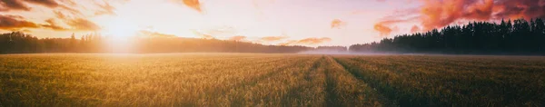 Panorama Sunrise Agricultural Field Fog Golden Rye Covered Dew Early — Stock Photo, Image