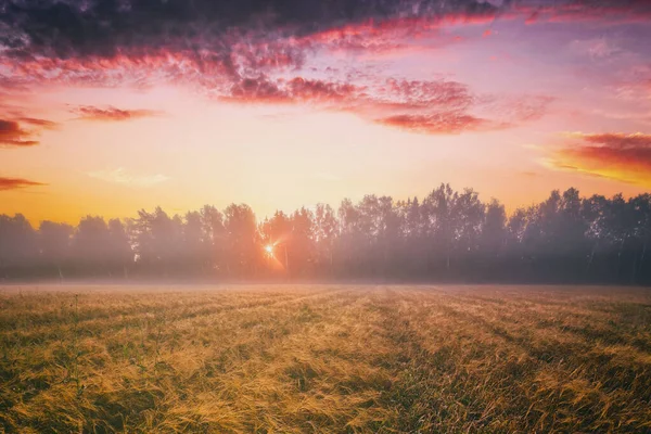 Схід Сонця Сільськогосподарському Полі Туманом Золотим Житом Вкритим Росою Початку — стокове фото