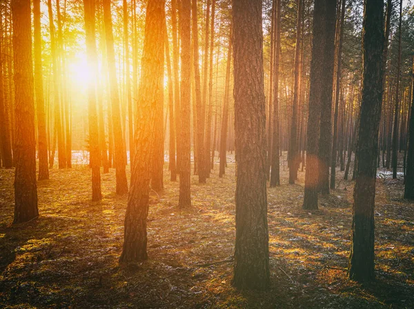 Солнечные Лучи Освещающие Стволы Сосен Закате Восходе Солнца Осеннем Раннем — стоковое фото