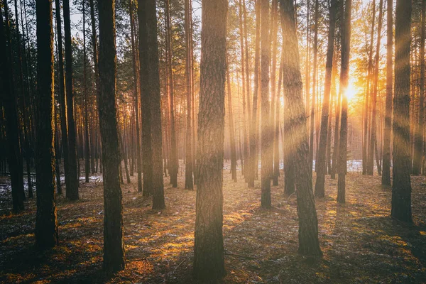 Zonnestralen Die Stammen Van Dennenbomen Verlichten Bij Zonsondergang Zonsopgang Een — Stockfoto