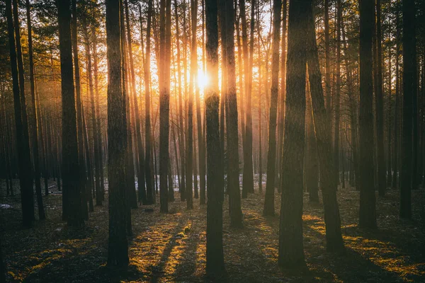 在秋天或冬天早期的松树林中 日落或日出时 阳光照射在松树树干上 老式电影的美学 — 图库照片