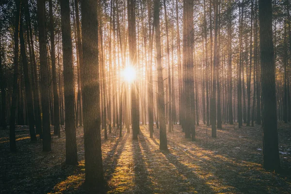 stock image Sunbeams illuminating the trunks of pine trees at sunset or sunrise in an autumn or early winter pine forest. Aesthetics of vintage film.