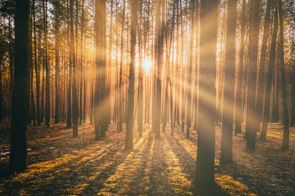 지거나 시에는 소나무 줄기에 햇볕을 가을이나 초겨울 소나무 밝히고 영화의 — 스톡 사진