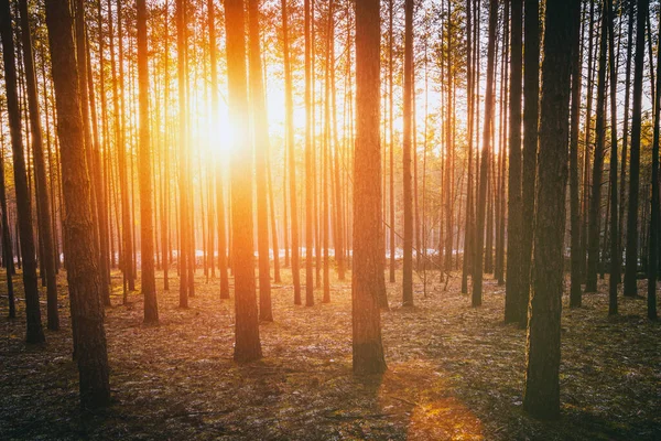 Napsugarak Világítják Meg Fenyőfák Törzsét Naplementekor Vagy Napkeltekor Egy Őszi — Stock Fotó