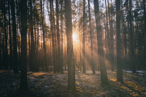 Gün Batımında Çam Ağaçlarının Gövdelerini Aydınlatan Güneş Işınları Sonbaharda Kış — Stok fotoğraf