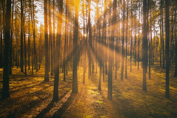 Napsugarak Világítják Meg Fenyőfák Törzsét Naplementekor Vagy Napkeltekor Egy Őszi — Stock Fotó