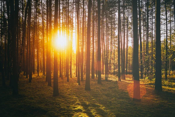 Sonnenstrahlen Beleuchten Die Stämme Der Kiefern Bei Sonnenuntergang Oder Sonnenaufgang — Stockfoto